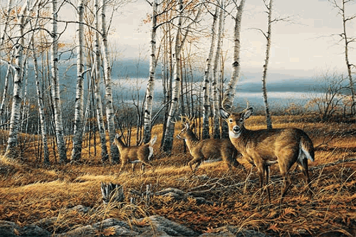 (image for) The Birch Line Encore Canvas